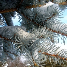 winter, twig, Swierk, A snow-covered