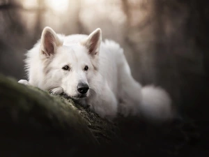 White Swiss Shepherd, lying, dog