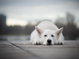White Swiss Shepherd, dog, lying