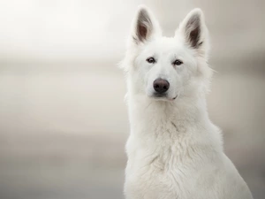 standing, ears, White Swiss Shepherd, muzzle, dog