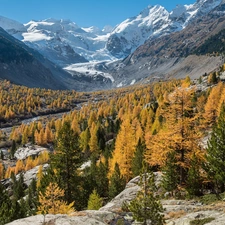 Mountains, autumn, rocks, Yellow, Canton Graubunden, Switzerland, viewes, Morteratschgletscher Glacier, trees