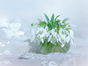 Flowers, tablecloth, snowdrops, White, decoration