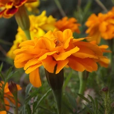 Yellow Honda, Colourfull Flowers, Tagetes