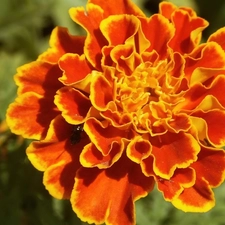 Tagetes, Orange, flower