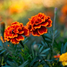 Flowers, Tagetes