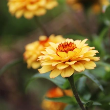 Yellow, Tagetes