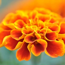 Tagetes