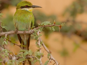twig, Bird, Swallow-tailed Bee-eater