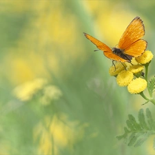 butterfly, Scarce Copper, Tansy, Orange, Colourfull Flowers