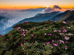 Taroko National Park, Flowers, clouds, Rhododendron, Mountains, Taiwan, Sunrise