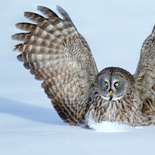 Tawny owl great gray owl, Bird, wings, snow, spread, owl