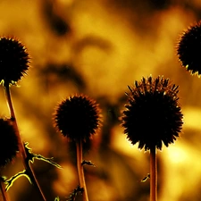 teasel