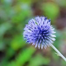 Echinops Ritro