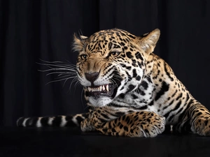 Teeth, leopard, paws