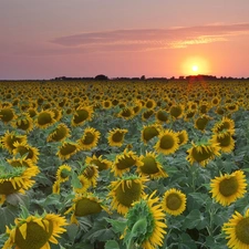 Teksas, Field, sunflowers