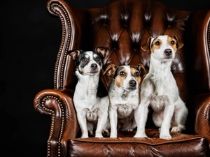 Three, Jack Russell Terrier, Armchair, Dogs