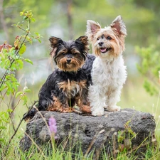 Two cars, Yorkshire Terrier, Stone, Dogs