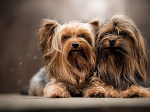 Yorkshire Terrier, Two cars, Dogs