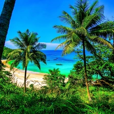 sea, Palms, Thailand, Beaches