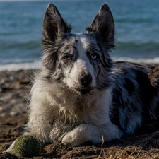 the ball, dog, Sand, water, Beaches, Border Collie