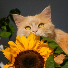 The look, Yellow, Leaf, Eyes, Sunflower, cat, ginger, Colourfull Flowers