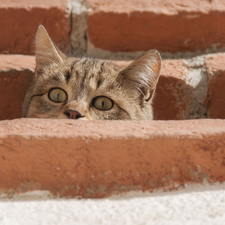 frightened, brick, cat, The look, dun