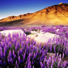 The Hills, west, flower, lupine, boulders, sun