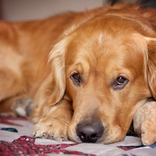 golden, mascot, The look, retriever