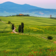 The Hills, Way, Great Sunsets, cypresses, Flowers, Tuscany, Italy, grass