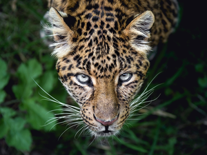 The look, Leopards