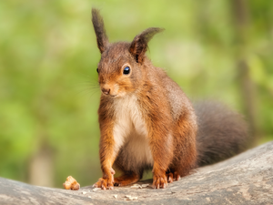 Ginger, Lod on the beach, nut, squirrel