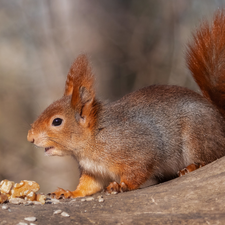 Ginger, Lod on the beach, nuts, squirrel