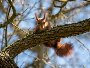 Ginger, Lod on the beach, trees, squirrel