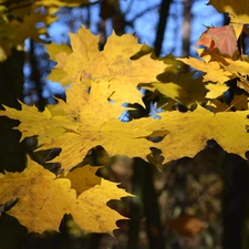 The clear, Sky, Leaf, maple, Yellow