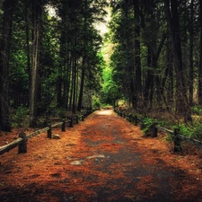 Yosemite National Park, Way, fence, forest, viewes, State of California, The United States, trees