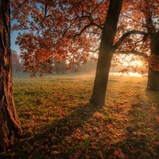 viewes, rays of the Sun, Russia, Park, St. Petersburg, trees, autumn, Tsarskoye Selo