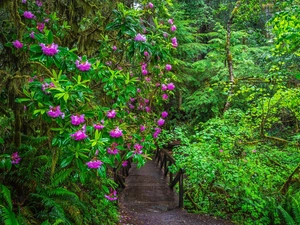 rhododendron, California, Bush, Redwood National Park, The United States, Flowers, bridges