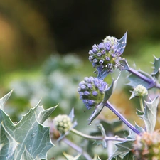 purple, Thistles