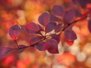 twig, Threads, Sossamer, Berberis Thunbergii