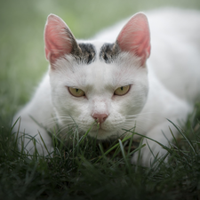 The look, cat, threatening