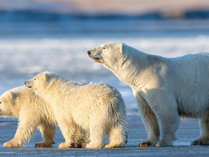Three, Polar Bears