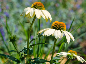 Flowers, White, echinacea, Three