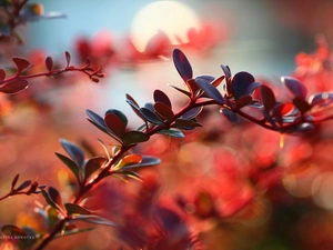 Berberis Thunbergii, Red, Leaf, Bush