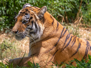 lying, grass, Plants, tiger