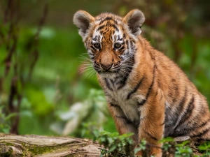 tiger, young, sitter