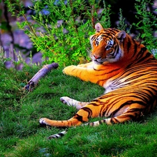 trees, lying, tiger, viewes