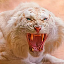 tiger, enraged, White