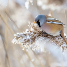 plant, Bird, Bearded Tit