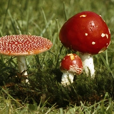 toadstools, Three, Red