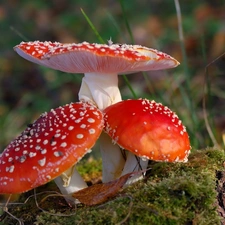 toadstools, Three, Red